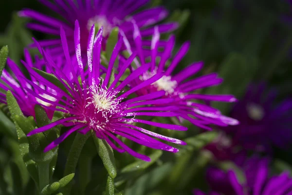 Makro einer kleinen lila Blume mit grünem Hintergrund — Stockfoto