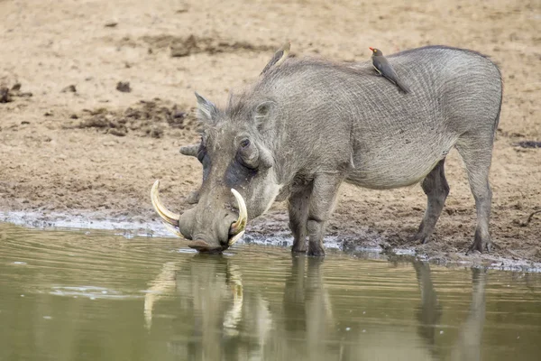 Único velho Warthog em pé em um poço de água bebendo — Fotografia de Stock