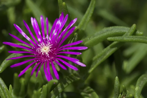 Makro för en liten lila blomma med grön bakgrund — Stockfoto