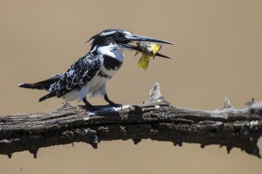 Alaca yalıçapkını balık dal öldürür