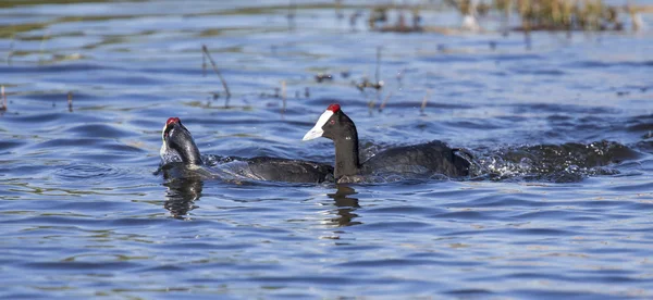 Two red knobbed Coots chasing each other in courtship — Stock Photo, Image