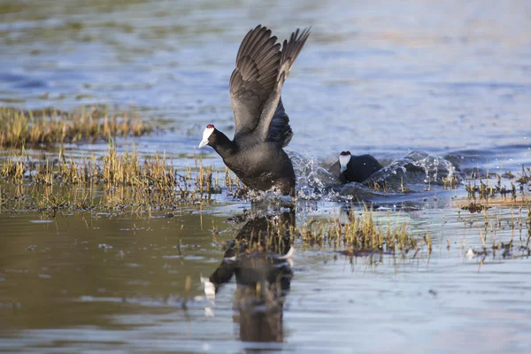 Dos Coots con perillas rojas persiguiéndose en el cortejo —  Fotos de Stock