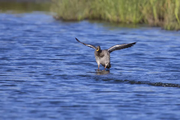 Pato amarillo facturado aterrizando en un estanque de agua —  Fotos de Stock