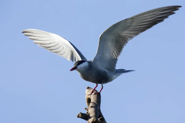 Whiskered tern in flight with open wings — Stock Photo, Image