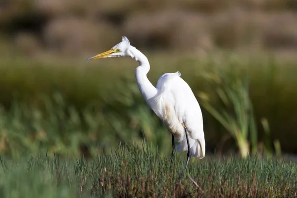 Gran garza blanca sentado en la orilla de un estanque en busca de peces —  Fotos de Stock