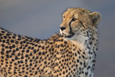 Yalnız cheetah gece karanlığında yol boyunca yürüyüş