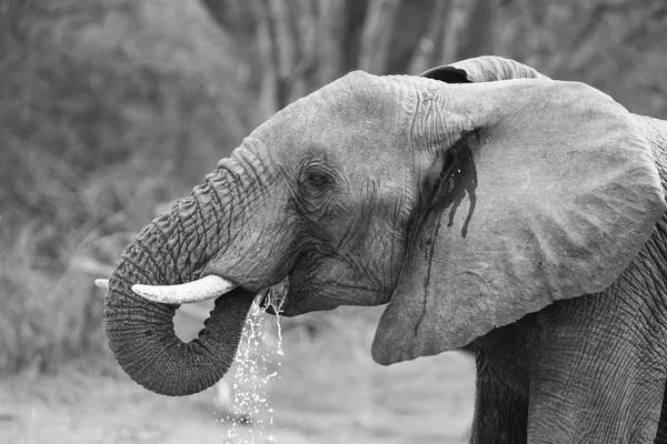 Breeding herd of elephant drinking water at a small pond — Stock Photo, Image