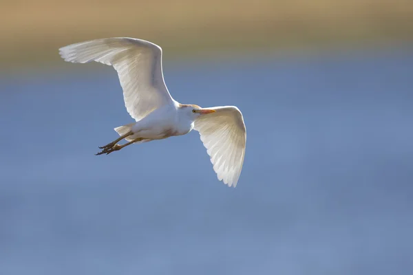 Biały bydło egret latać nad wodą i na okonia — Zdjęcie stockowe