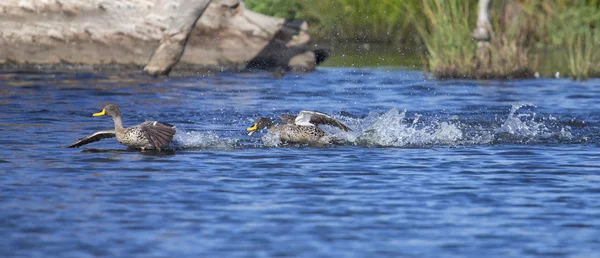 Yellow billed duck landing on a pond of water — Stock Photo, Image