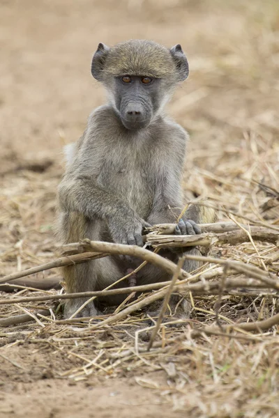 Baboon family play and having fun in nature — Stock Photo, Image