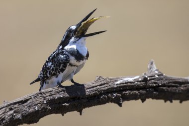 Pied Kingfisher kills fish on a branch clipart