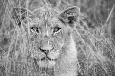 Dişi aslan öldürmek için kahverengi otların arasında taşıma