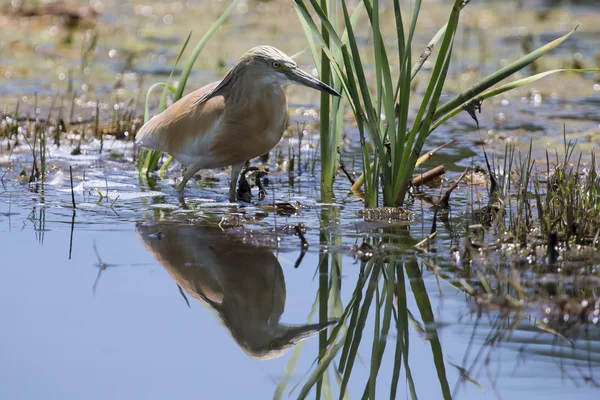 Squacco Garza caza de alimentos entre cañas y agua —  Fotos de Stock