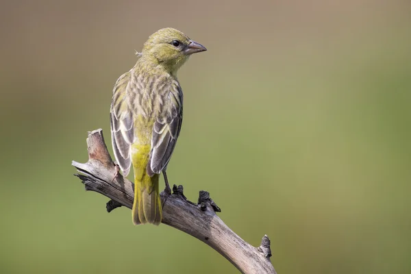 Female weaver sit on a perch and waiting for the male — Stock Photo, Image
