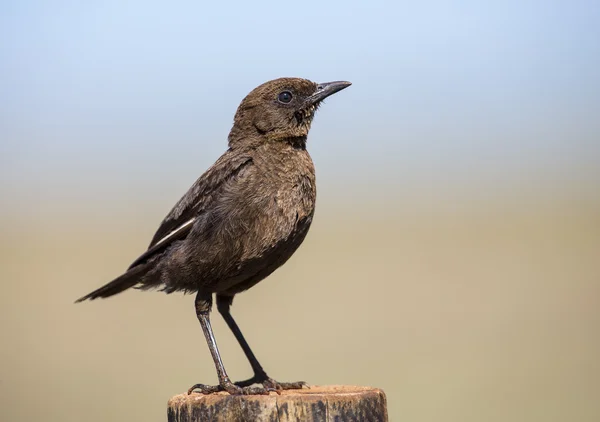 Mravenec jíst chatu sedí na bidýlku v ranním slunci — Stock fotografie