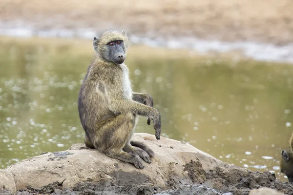원숭이 가족 놀이 자연에서 재미 — 스톡 사진