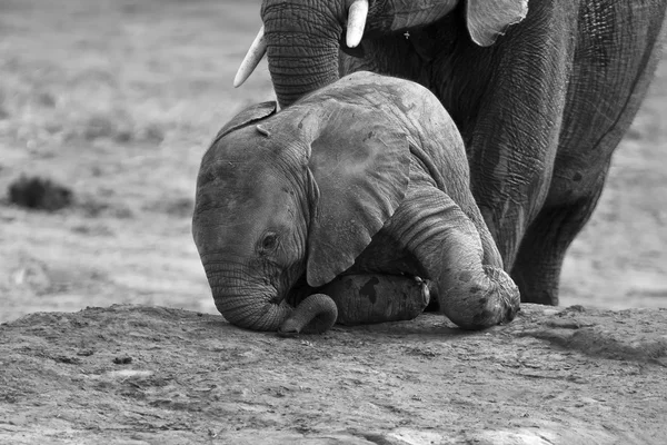 Troupeau reproducteur d'éléphants buvant de l'eau dans un petit étang — Photo