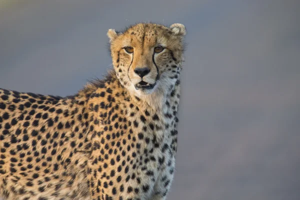 Lone cheetah gå över vägen i skymningen — Stockfoto