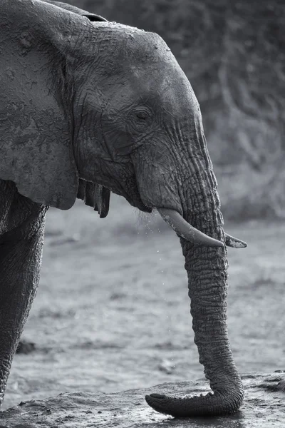 Breeding herd of elephant drinking water at a small pond — Stock Photo, Image