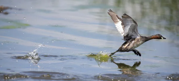 Lesser Grebe running on a pond to escape danger — Stock Photo, Image