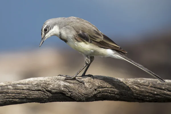 Cabo wagtail sentado em um ramo em luz macia à procura de comida — Fotografia de Stock