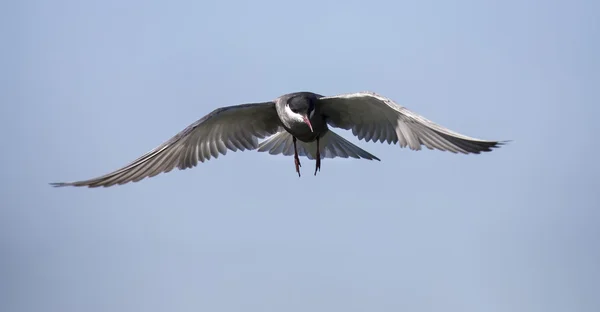 Witwangstern in vlucht met open vleugels — Stockfoto