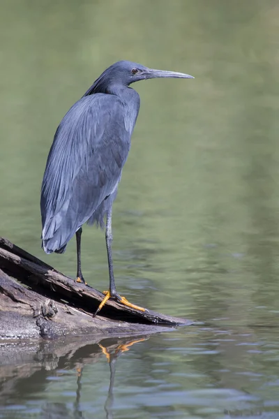 Schwarzreiher sitzt auf einem Ast in der Nähe des Wassers — Stockfoto