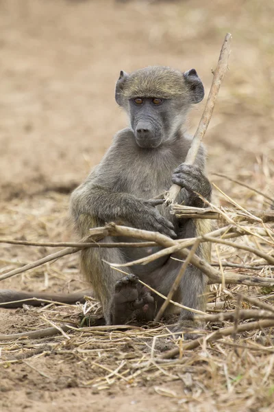 Baviaan familie spelen en hebbend pret in de natuur — Stockfoto