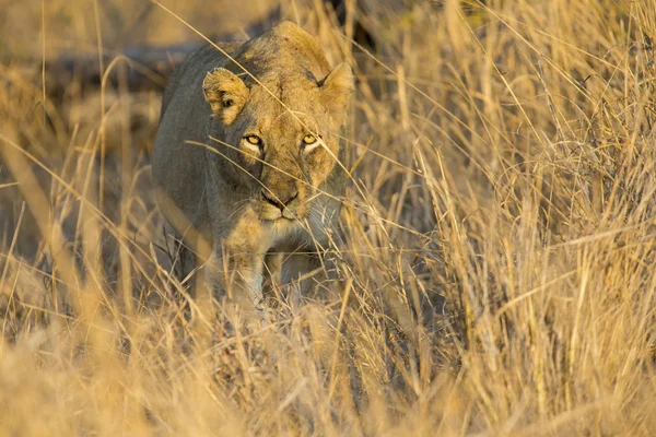 La leona se mueve en hierba marrón para matar — Foto de Stock