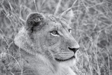 Dişi aslan öldürmek için kahverengi otların arasında taşıma