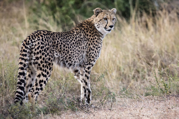 Lone cheetah walking across road at dusk