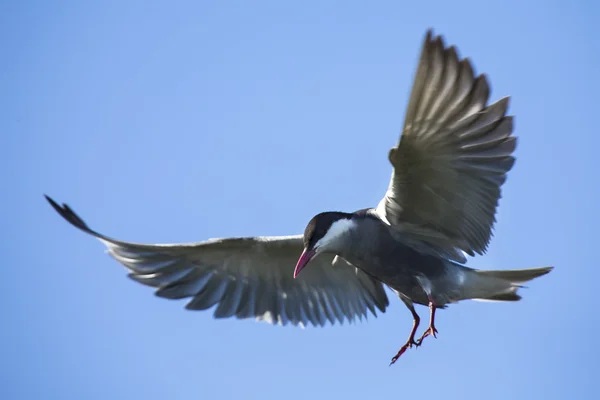 Tern Whiskered em voo com asas abertas — Fotografia de Stock