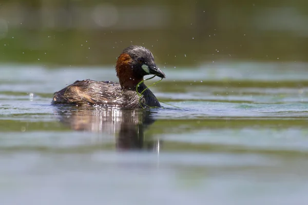 Lesser Grebe swimming on a pond looking for food — Stock Photo, Image