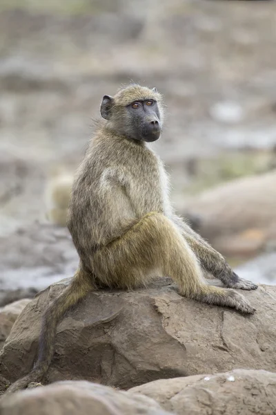 Baboon family play and having fun in nature — Stock Photo, Image