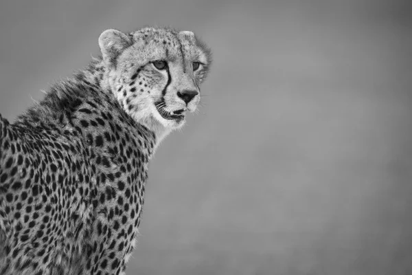 Lone cheetah walking across road at dusk — Stock Photo, Image