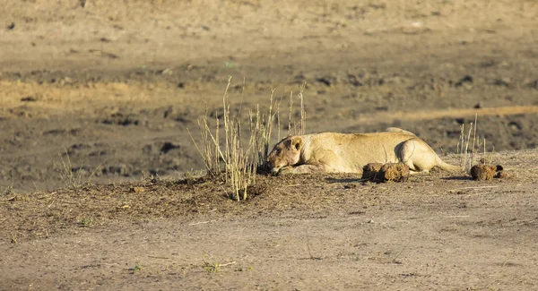 Leeuwin liggend op zand in hinderlaag op zoek waarschuwing — Stockfoto