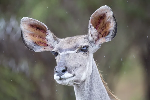 Kudu portre yakın çekim büyük kulakları ile inek — Stok fotoğraf