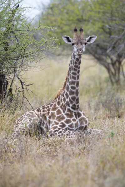 Lone young giraffe laying in the bush resting — Stock Photo, Image