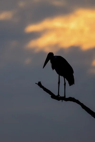 Silhueta de cegonha marabou em árvore morta ao pôr do sol — Fotografia de Stock