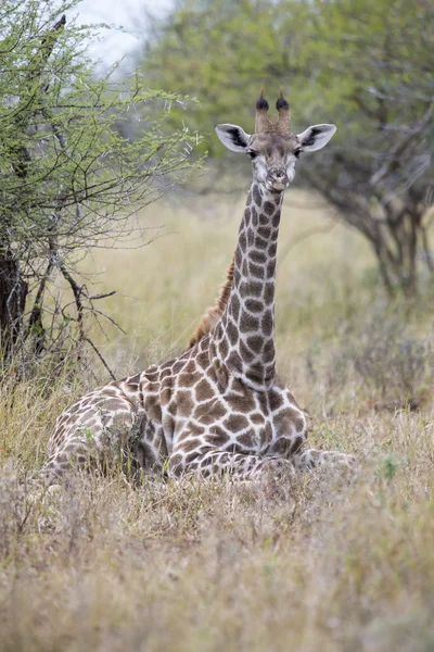 Lone young giraffe laying in the bush resting Stock Picture