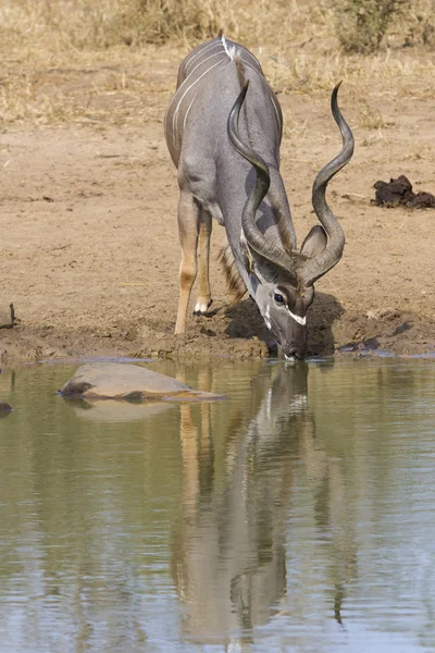 Kudu bull with huge horns drink water at pool — Stock Photo, Image