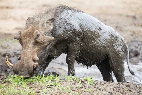 Yalnız warthog serinlemek için çamur içinde oynarken — Stok fotoğraf