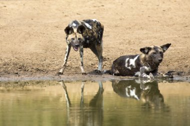 Su içmek için su birikintisinin yanında iki Vahşi köpekler dinlenme
