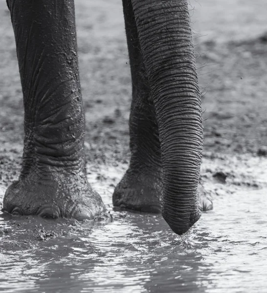 Elefante gregge che gioca in acqua fangosa con divertimento — Foto Stock