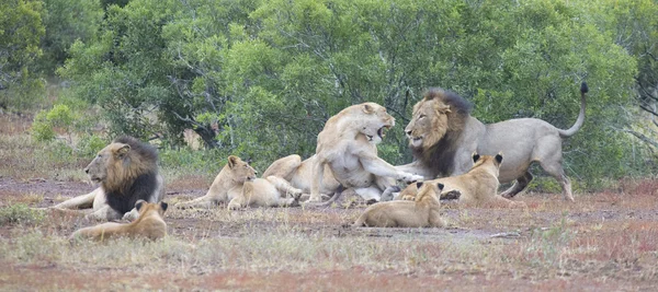 Orgulho do leão descansando juntos e interagindo na natureza planície aberta — Fotografia de Stock