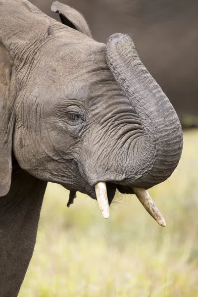 Dientes de elefante y boca primer plano con detalle artístico conversio — Foto de Stock