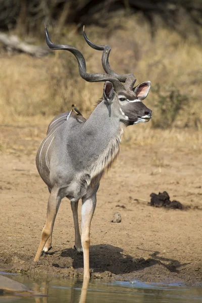 Koedoe stier met enorme hoorns water drinken bij zwembad — Stockfoto