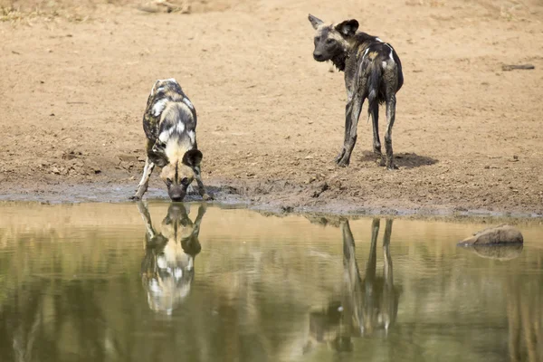 Su içmek için su birikintisinin yanında iki Vahşi köpekler dinlenme — Stok fotoğraf