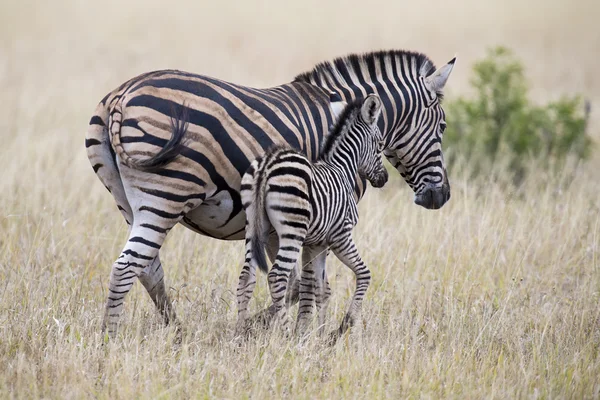 Zebra cavalla e puledro in piedi vicino tra loro nella boscaglia per la sicurezza — Foto Stock