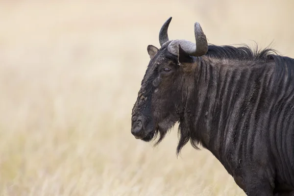 Blu toro wildebeest con corna primo piano in sole alla ricerca — Foto Stock